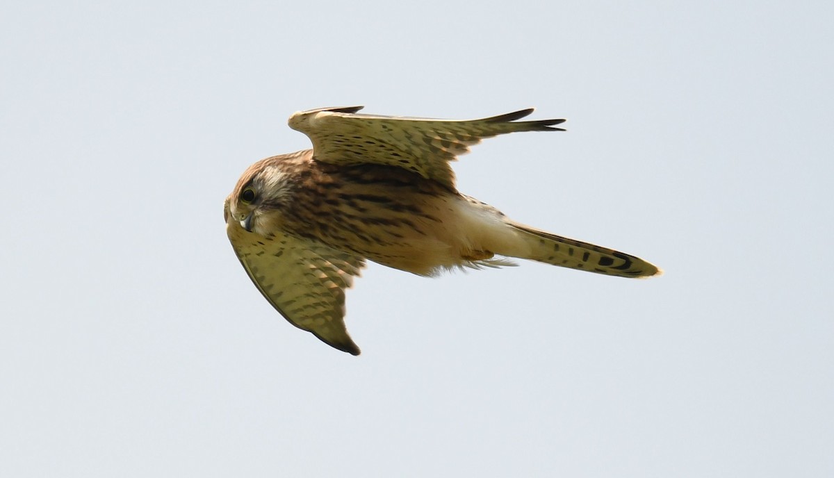 Eurasian Kestrel - ML621836799