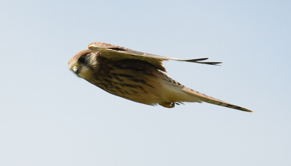 Eurasian Kestrel - ML621836800