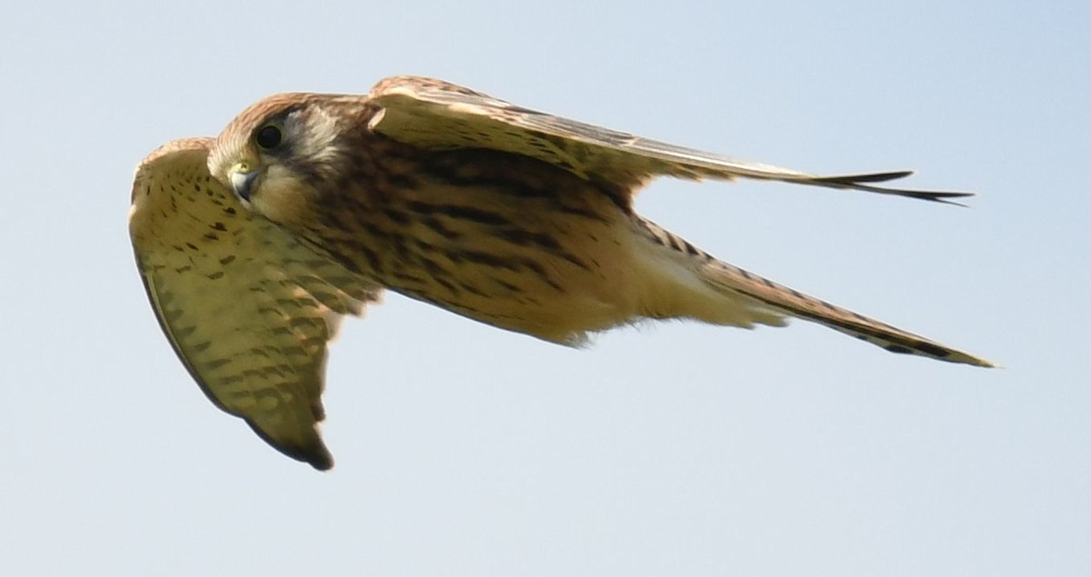 Eurasian Kestrel - ML621836801