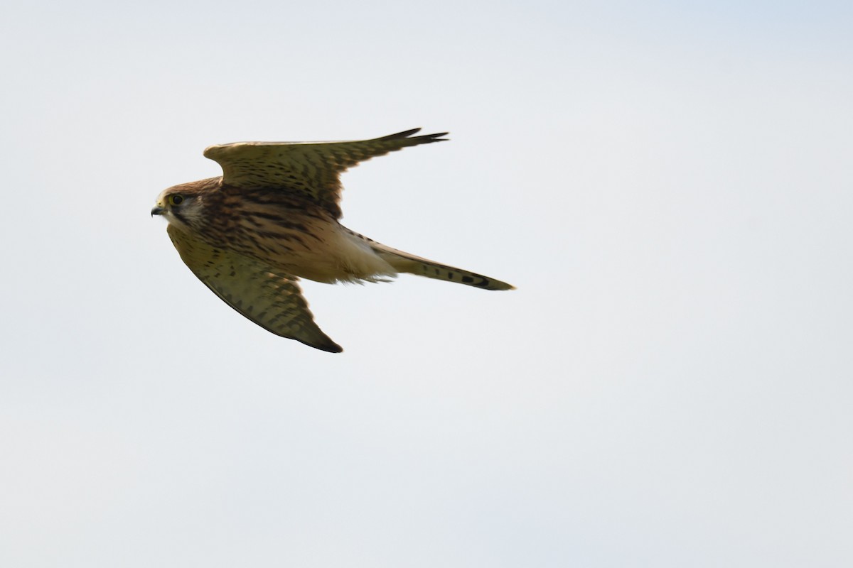 Eurasian Kestrel - ML621836802