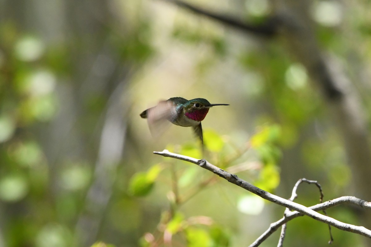 Broad-tailed Hummingbird - ML621836803