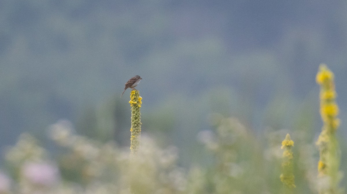 Clay-colored Sparrow - ML621836836