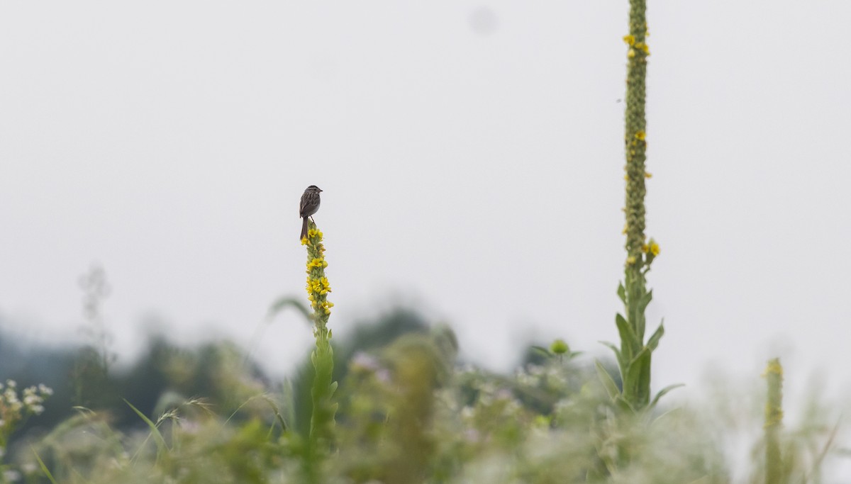 Clay-colored Sparrow - ML621836837