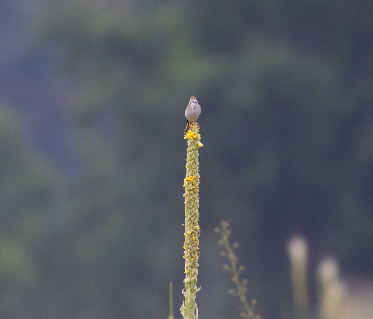 Clay-colored Sparrow - ML621836838