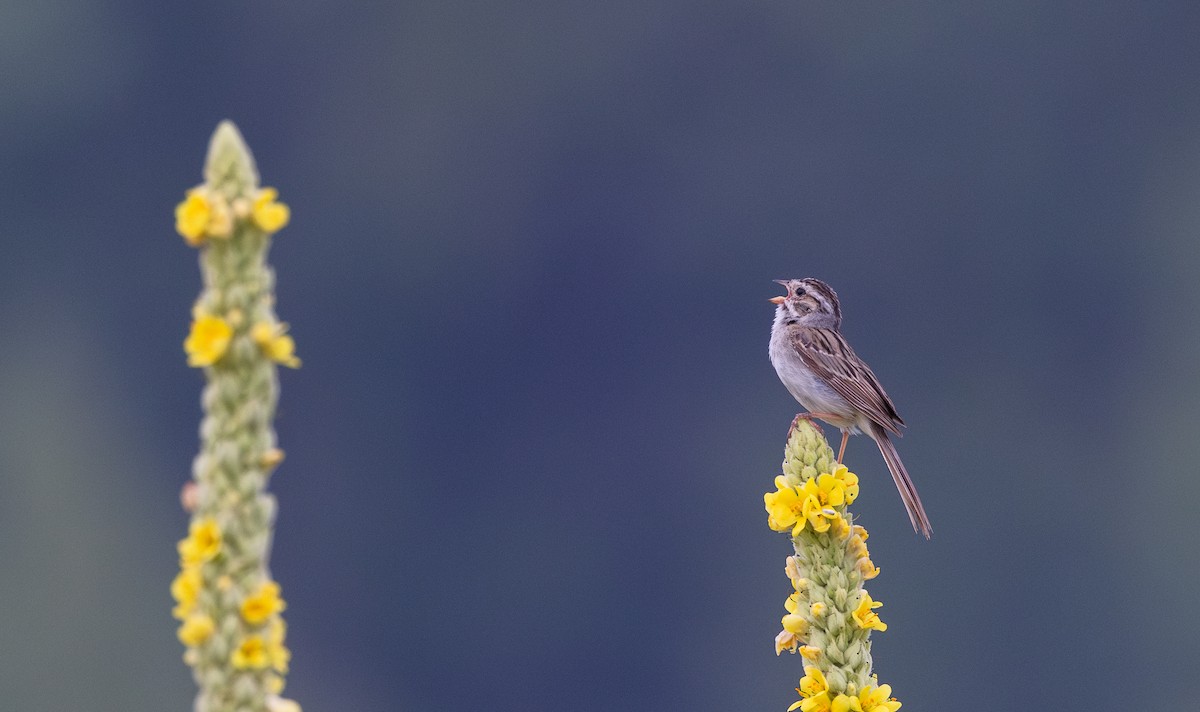 Clay-colored Sparrow - ML621836839