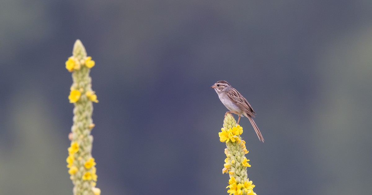 Clay-colored Sparrow - ML621836840