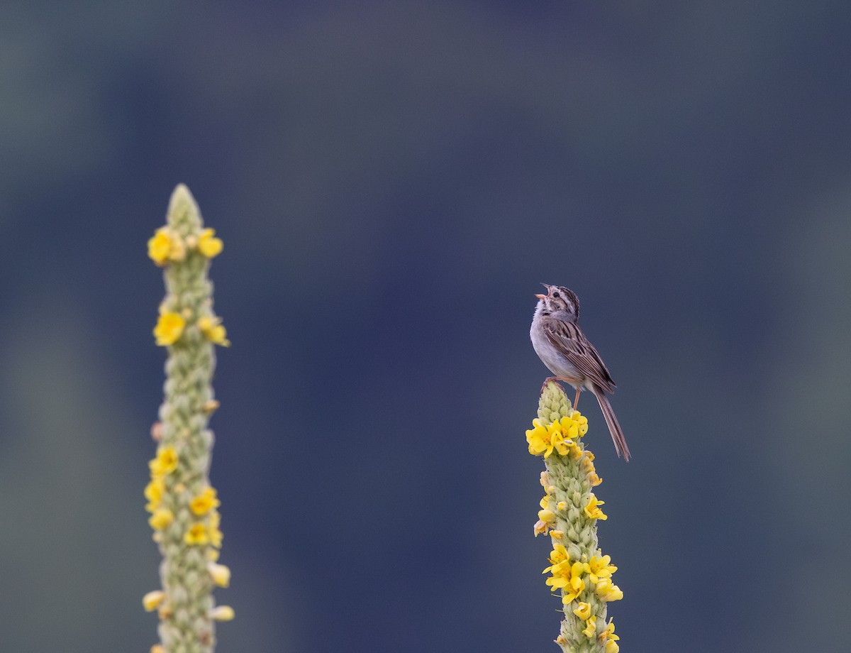 Clay-colored Sparrow - ML621836841