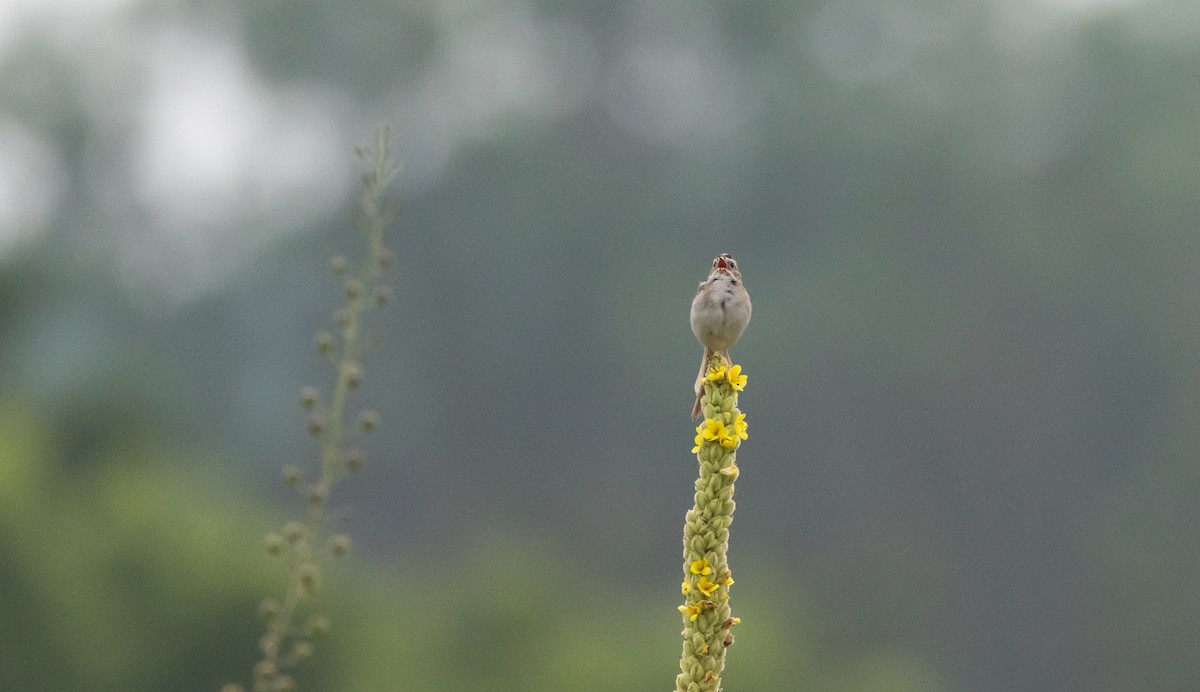 Clay-colored Sparrow - ML621836844