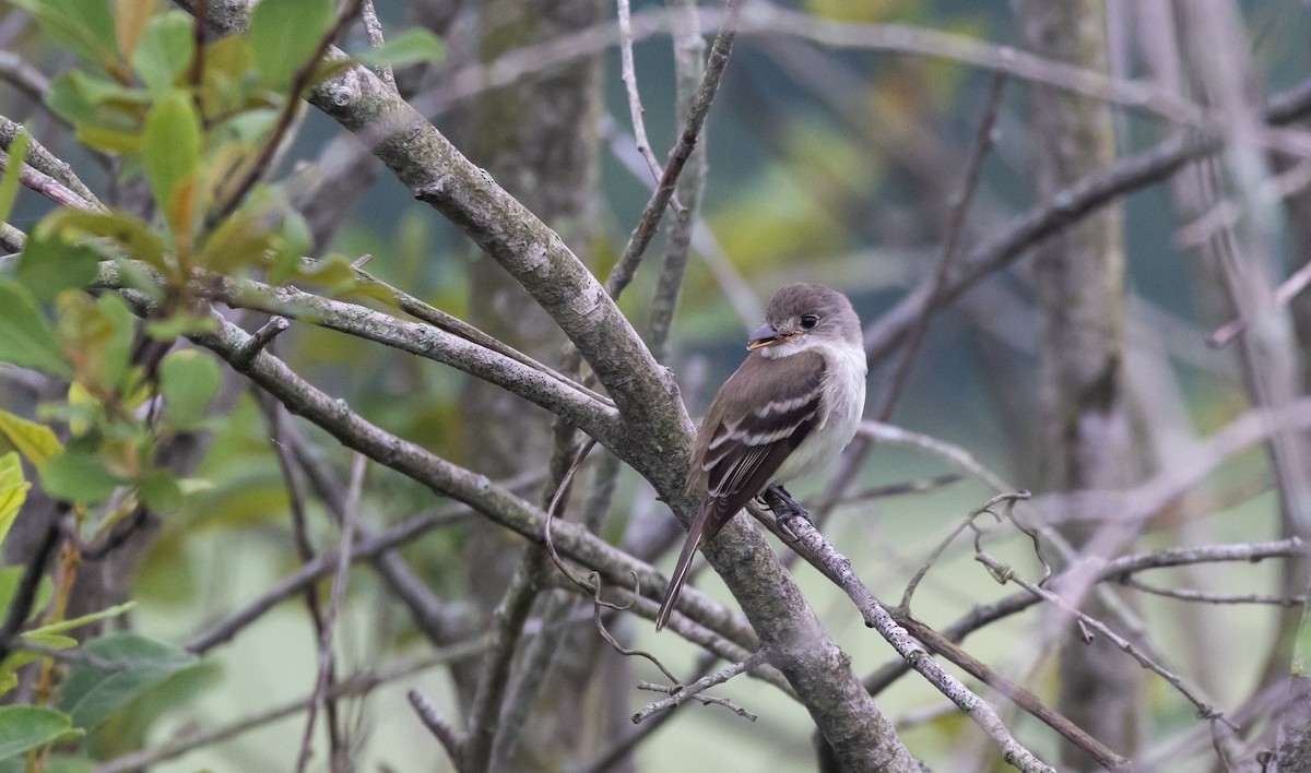 Willow Flycatcher - ML621836847