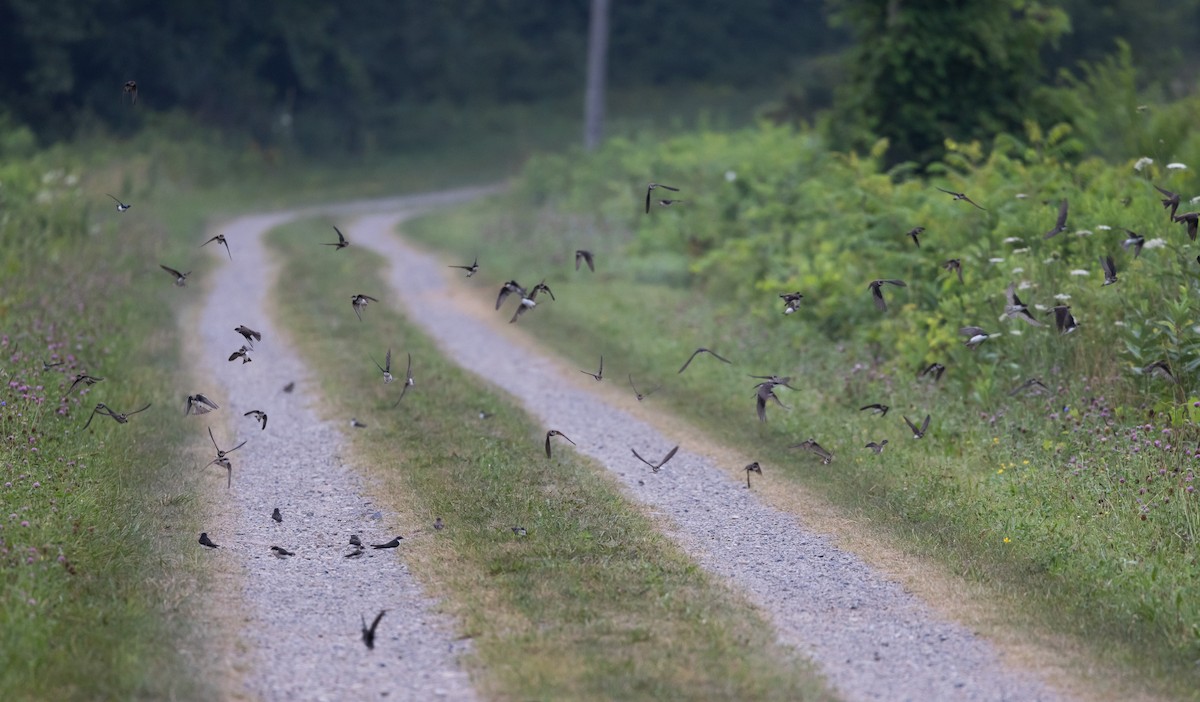 Tree Swallow - ML621836850