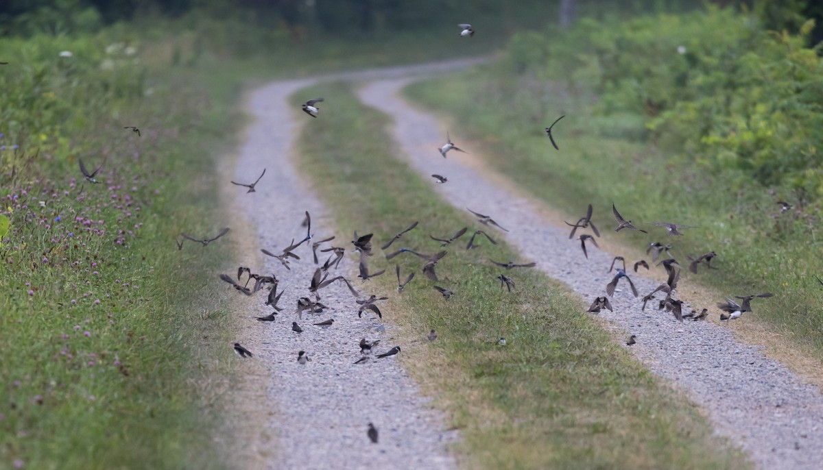 Bank Swallow - ML621836851