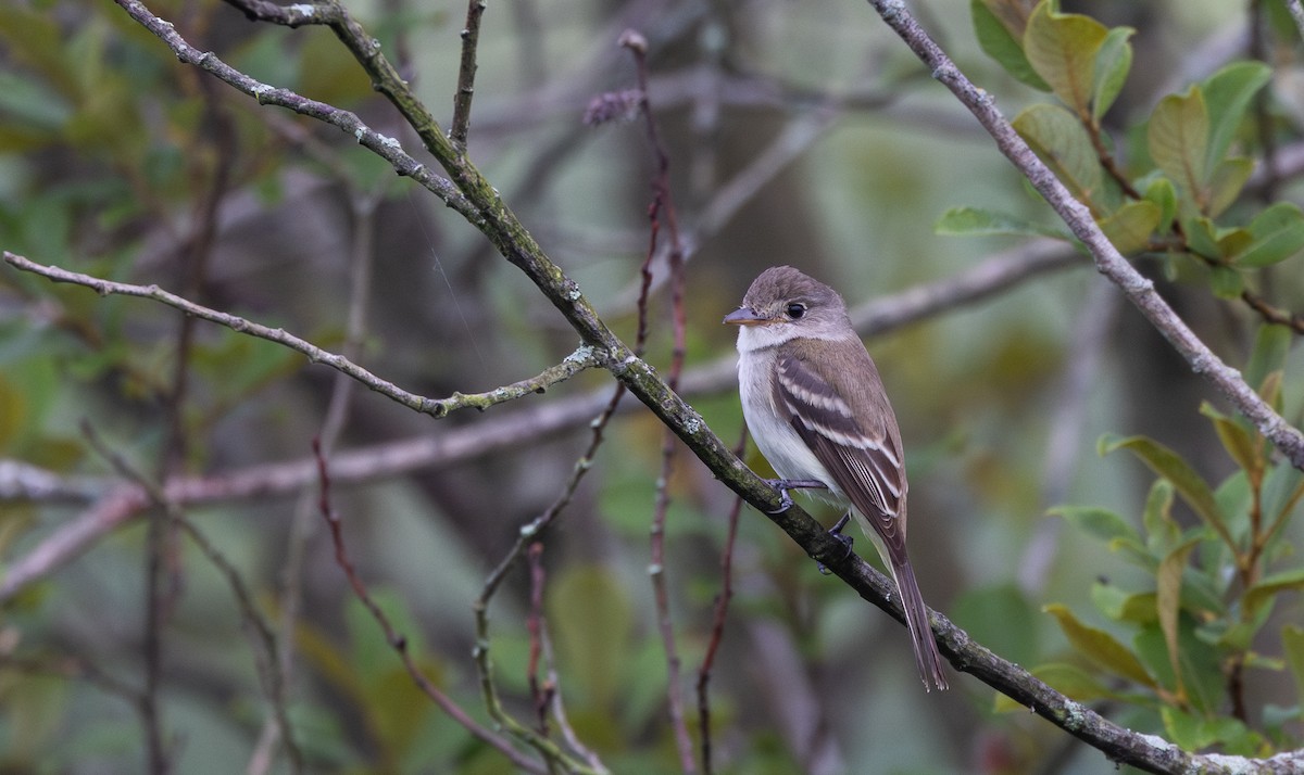 Willow Flycatcher - ML621836854