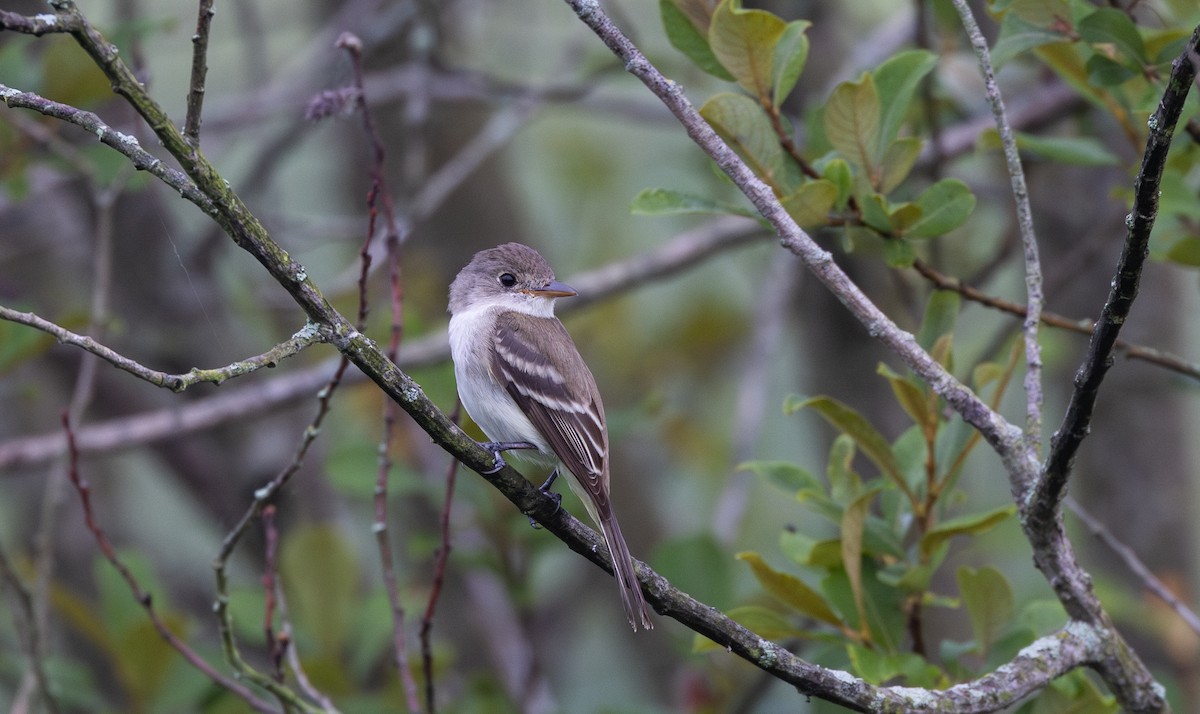 Willow Flycatcher - Jay McGowan