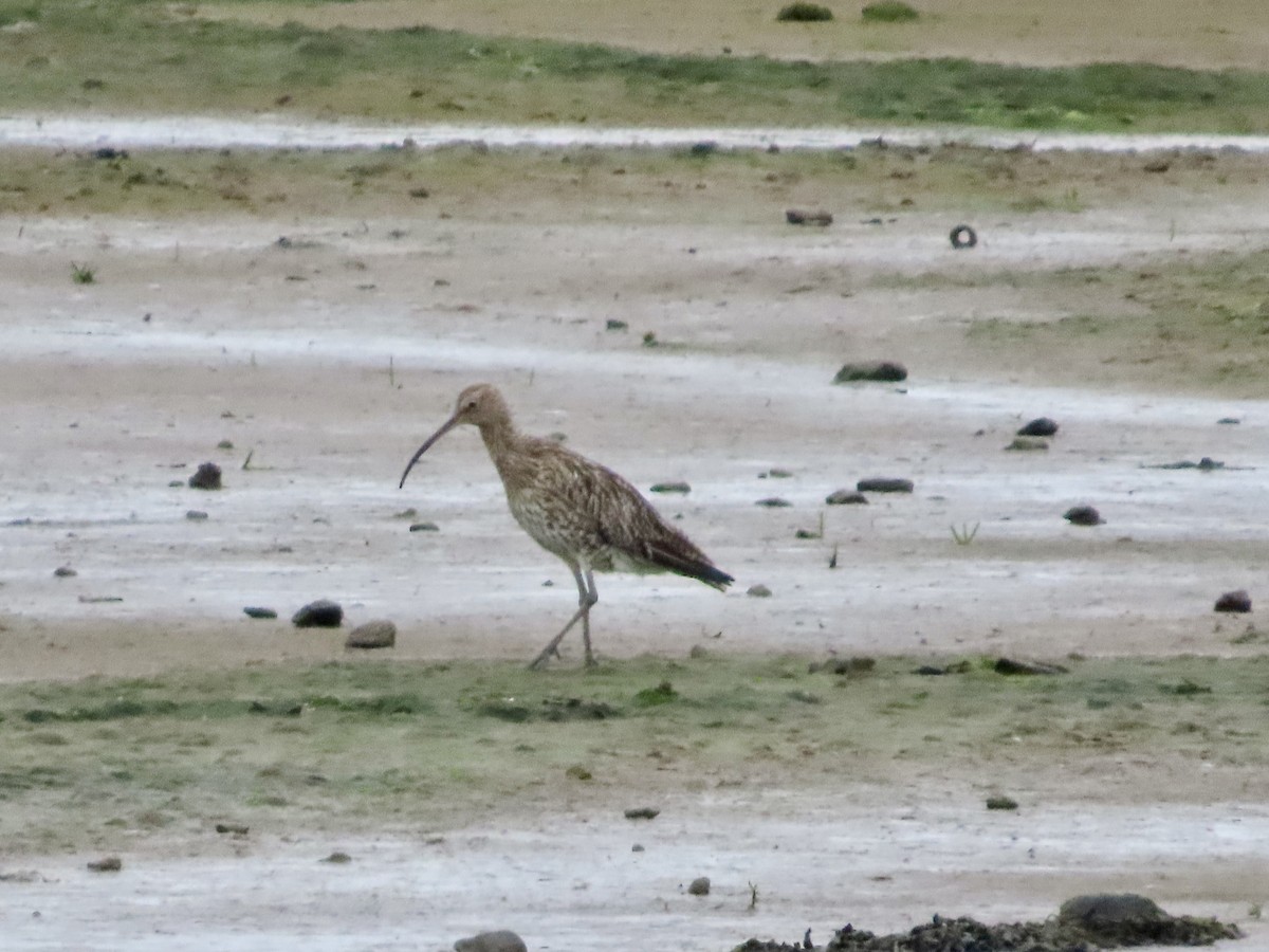 Whimbrel - ML621836922