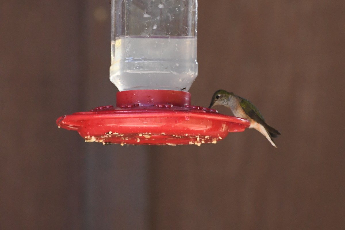 Broad-tailed Hummingbird - ML621836932