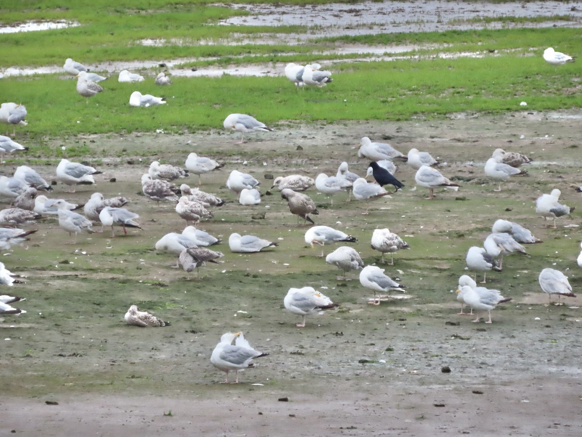 Gabbiano reale nordico (argentatus/argenteus) - ML621836945