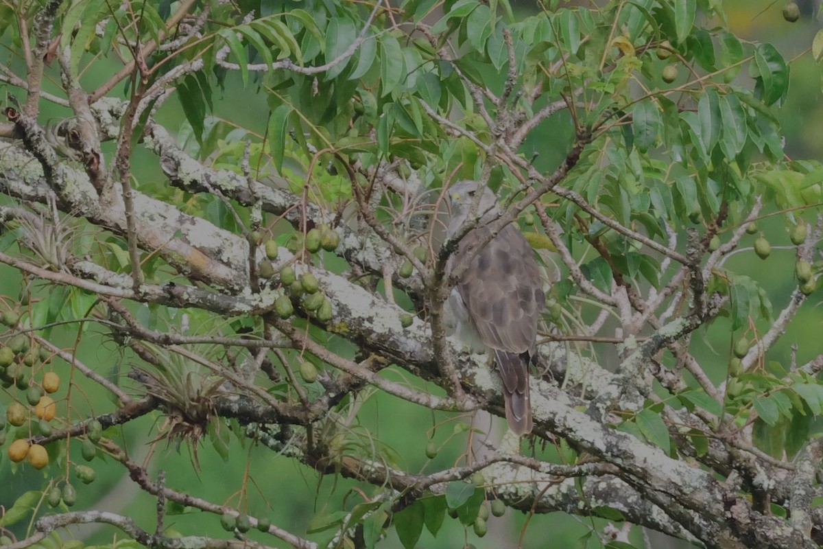 Haitibussard - ML621836954