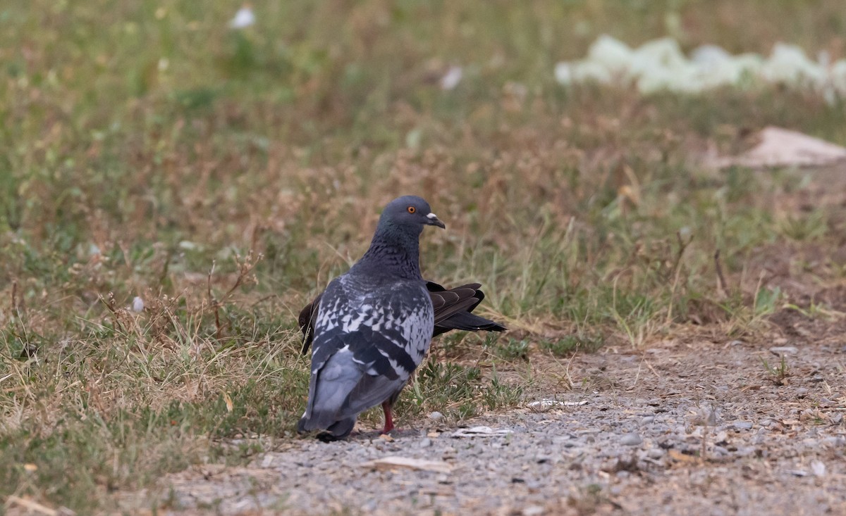 Rock Pigeon (Feral Pigeon) - Jay McGowan