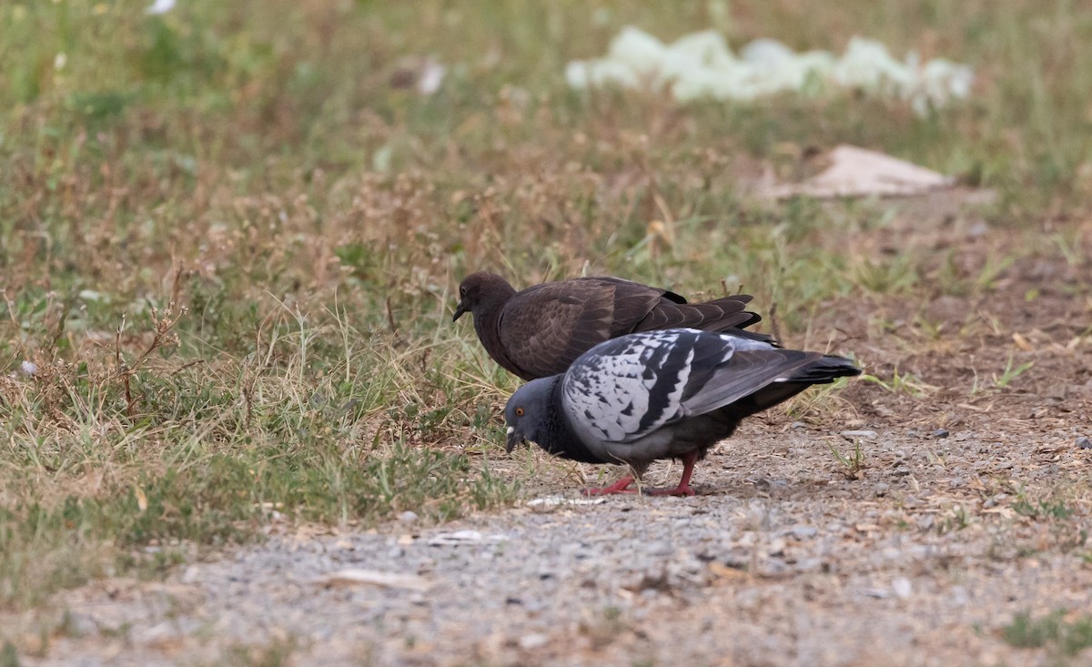 Pigeon biset (forme domestique) - ML621836971