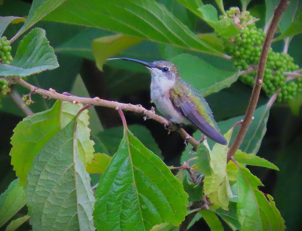 Ruby-throated Hummingbird - ML621837103