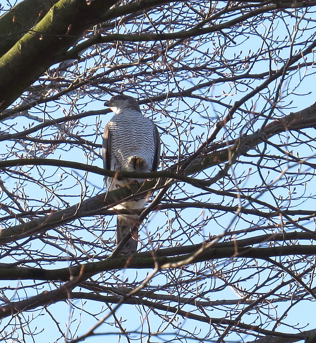 Eurasian Goshawk - ML621837136