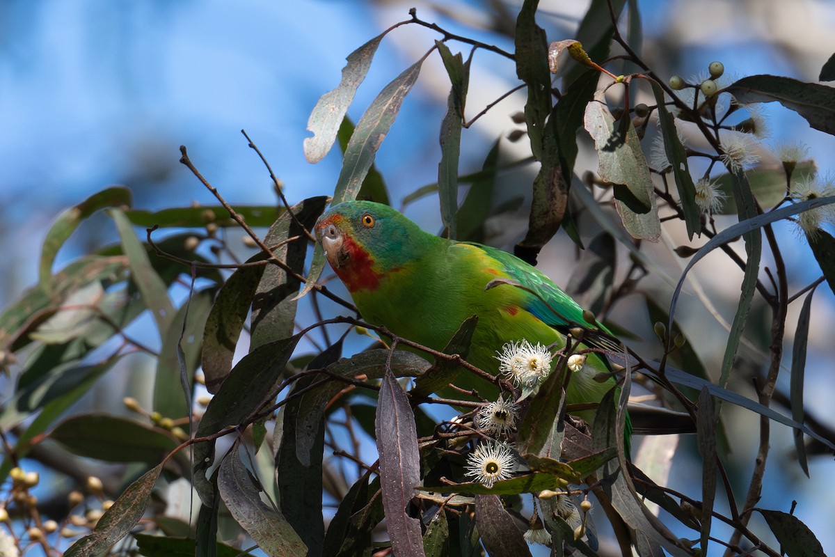 Swift Parrot - ML621837168