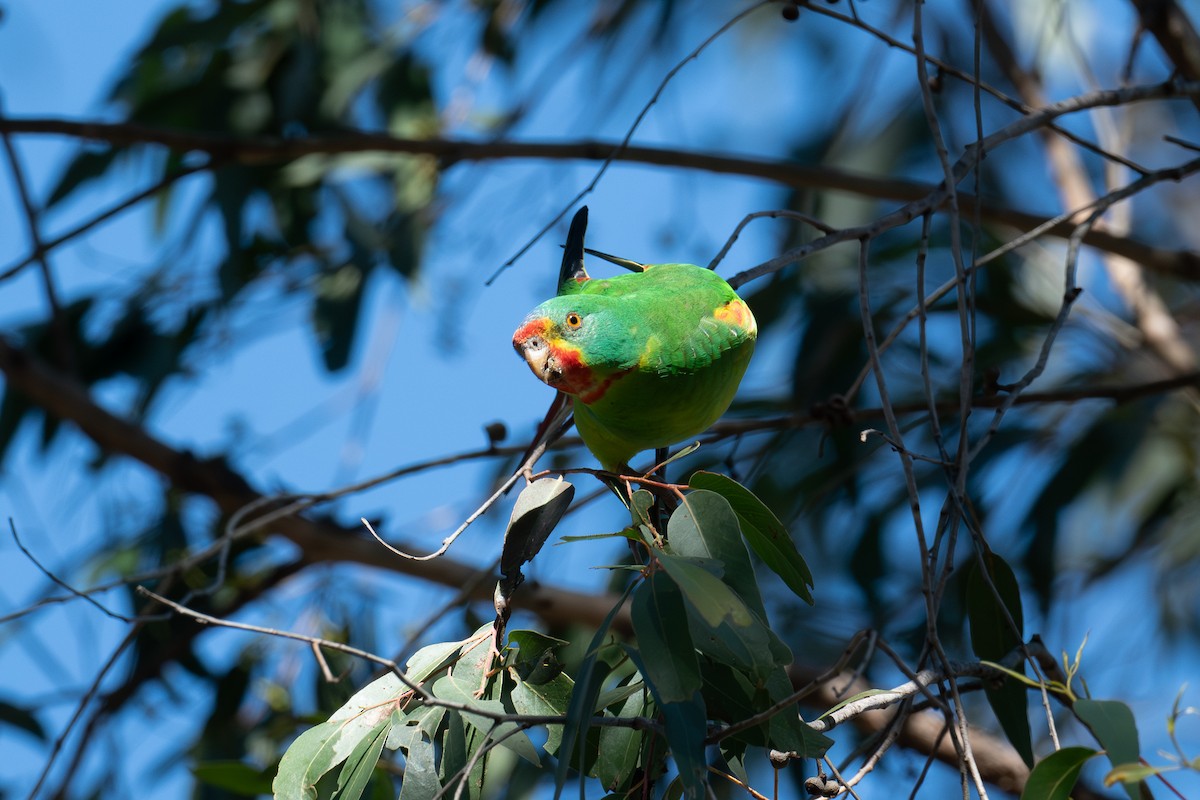 Swift Parrot - ML621837169