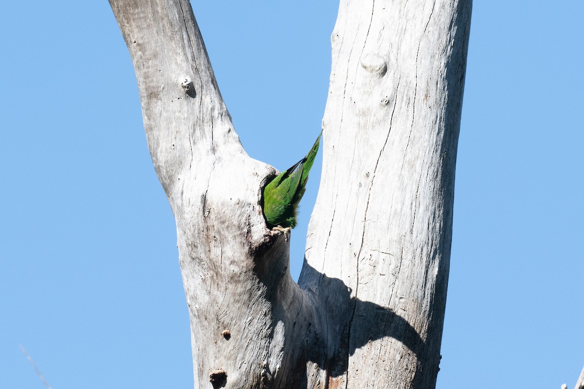 Scaly-breasted Lorikeet - ML621837174