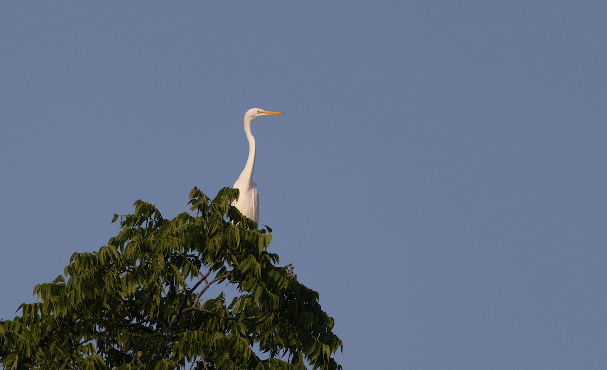 Great Egret - ML621837200