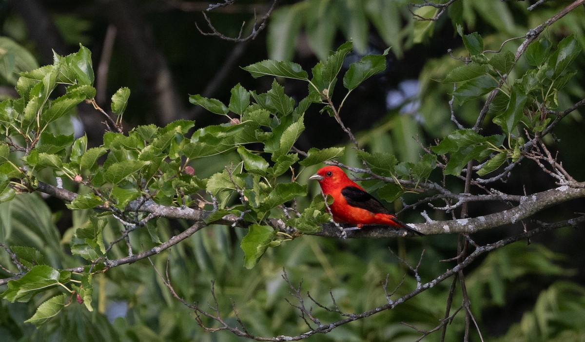 Scarlet Tanager - ML621837231