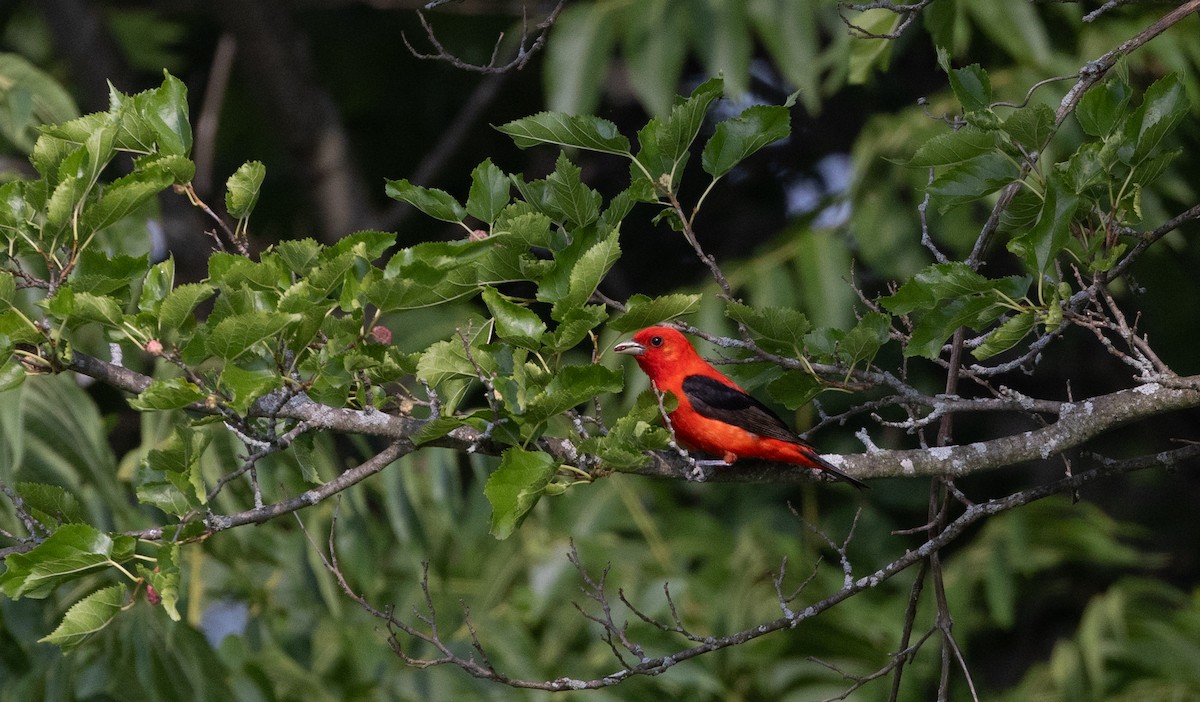 Scarlet Tanager - ML621837232