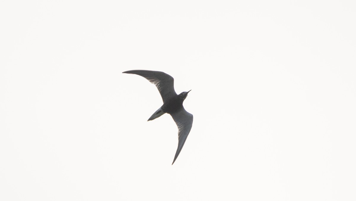 Black Tern (American) - ML621837235