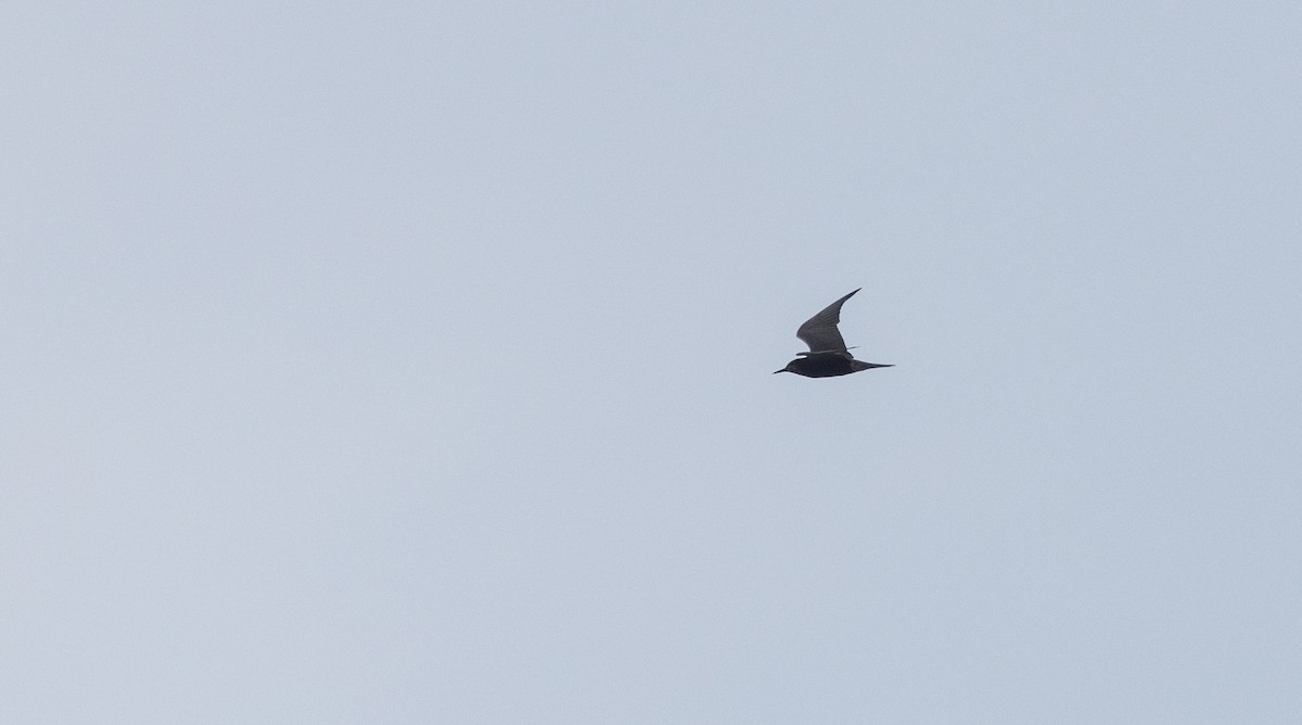 Black Tern (American) - ML621837236