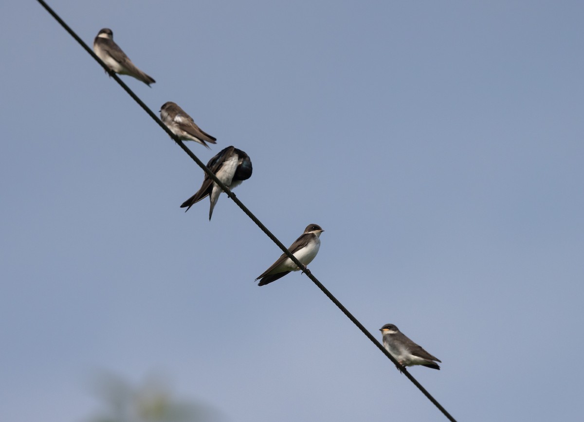 Tree Swallow - ML621837241