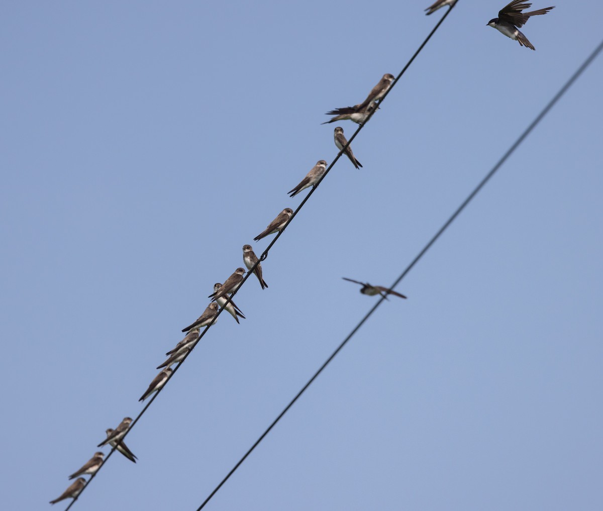 Bank Swallow - Jay McGowan