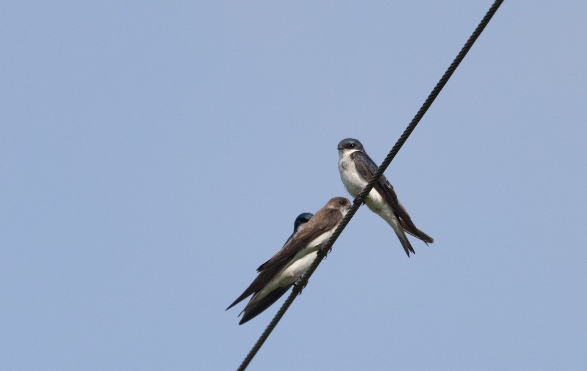 Tree Swallow - ML621837247