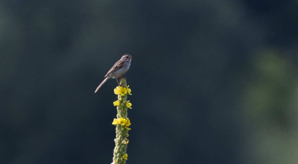 Clay-colored Sparrow - Jay McGowan