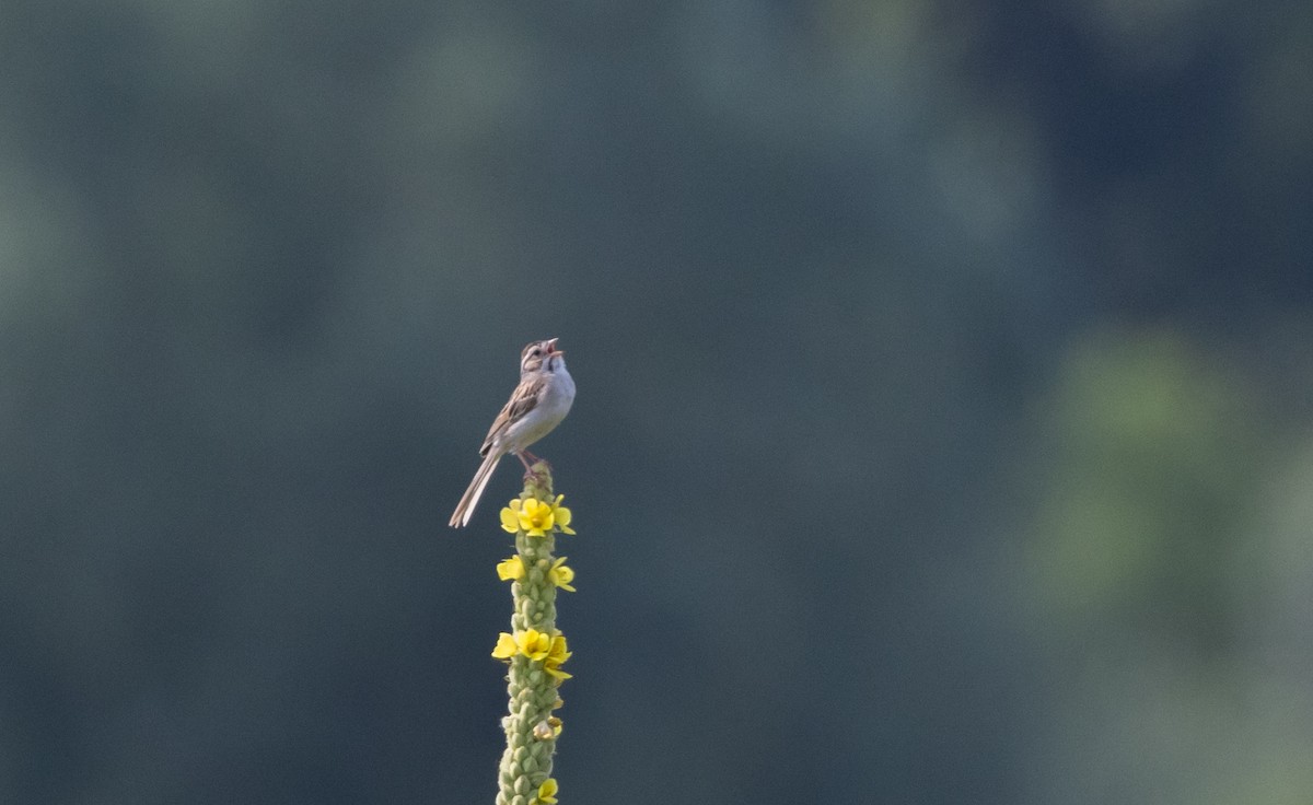 Clay-colored Sparrow - ML621837250