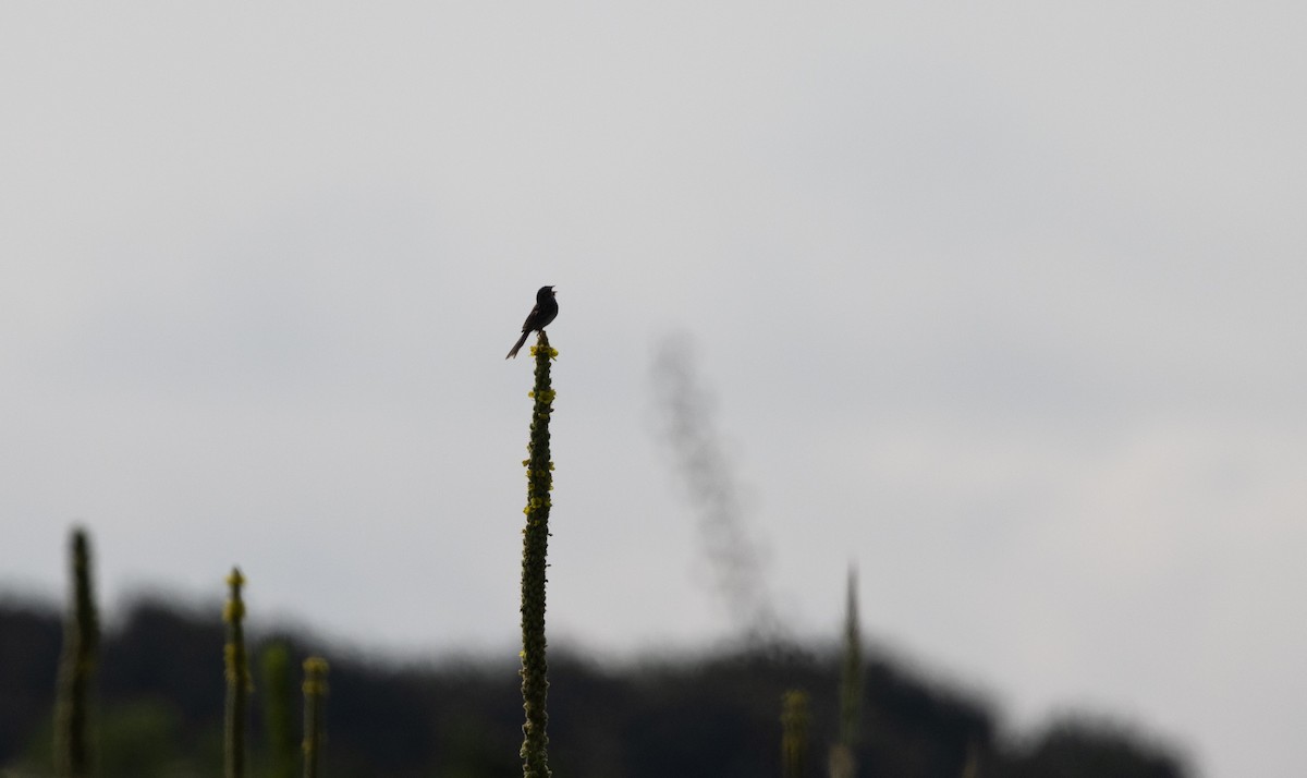 Clay-colored Sparrow - ML621837251