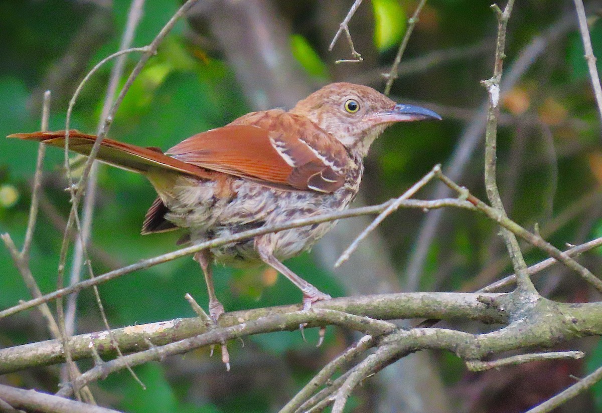 Brown Thrasher - ML621837257