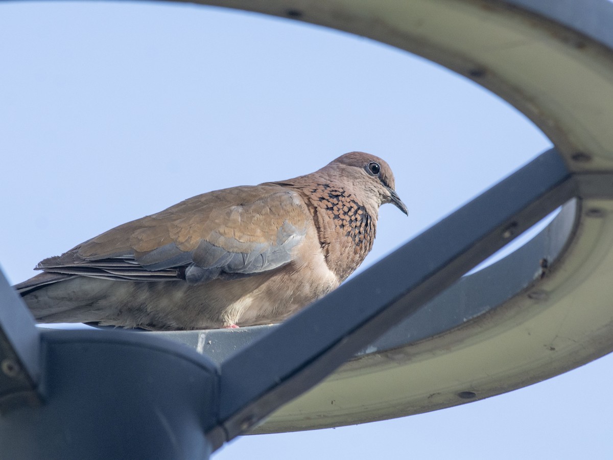 Tórtola Senegalesa - ML621837359