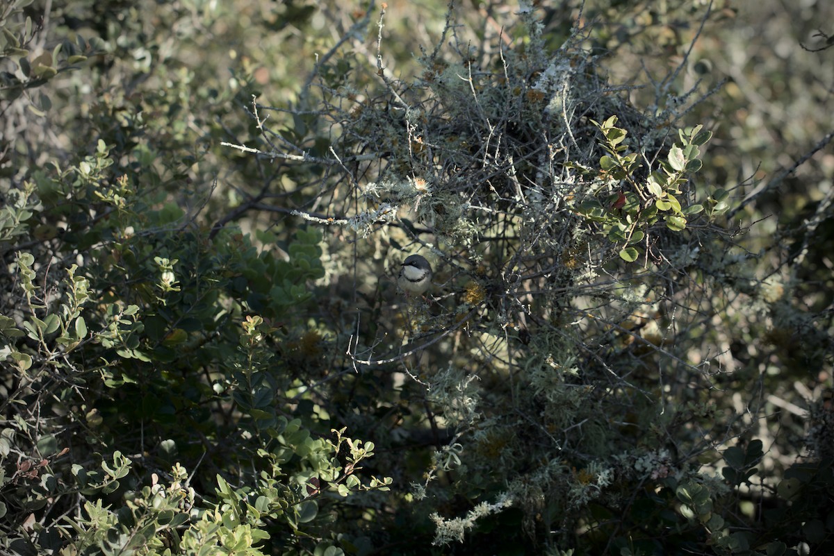 Bar-throated Apalis - ML621837419