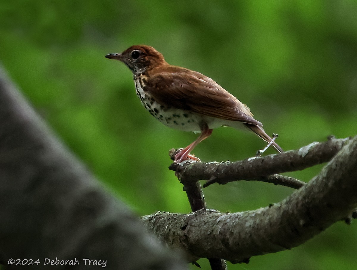 Wood Thrush - ML621837421
