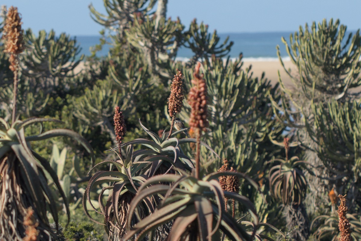 ledňáček kápový - ML621837423