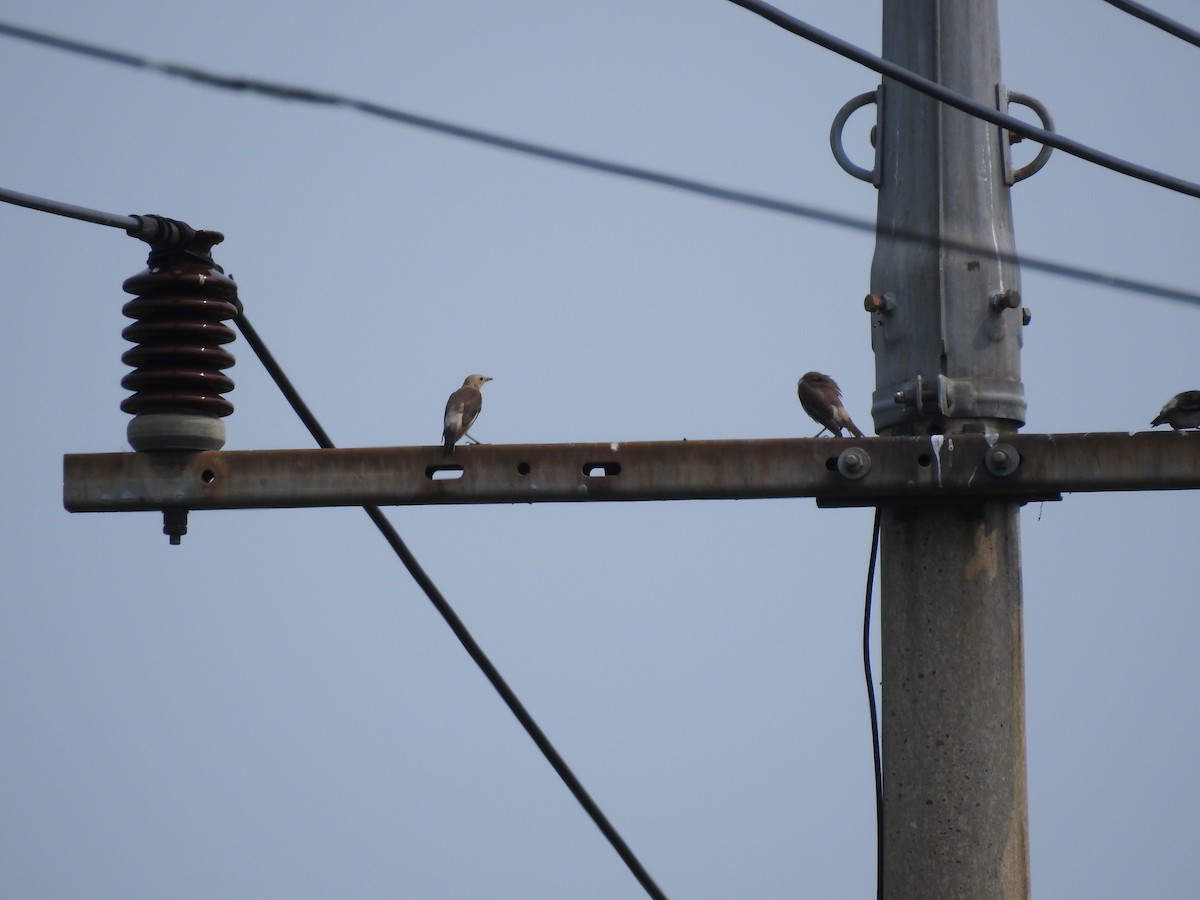 Chestnut-cheeked Starling - 정빈 손