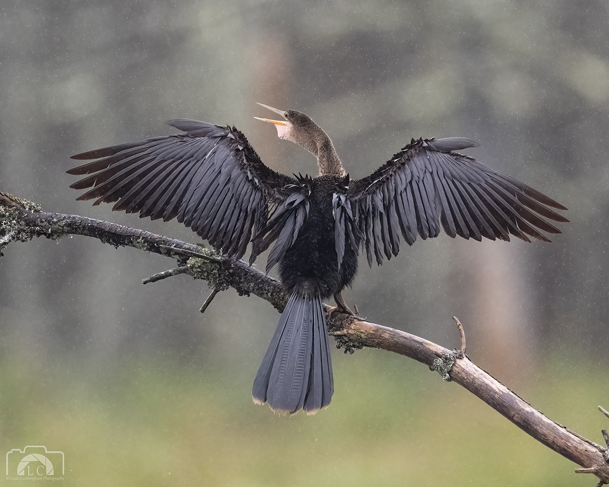 Anhinga - Linda Cunningham