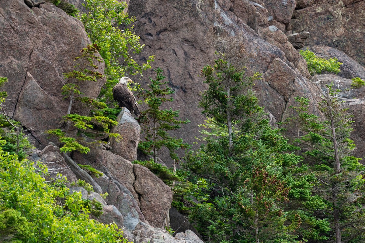 Bald Eagle - ML621837581