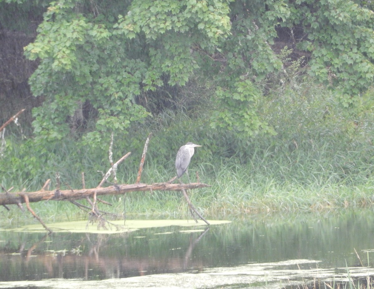 Great Blue Heron - ML621837584