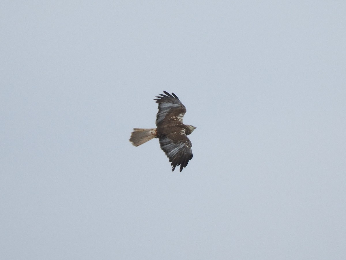 Western Marsh Harrier - ML621837587