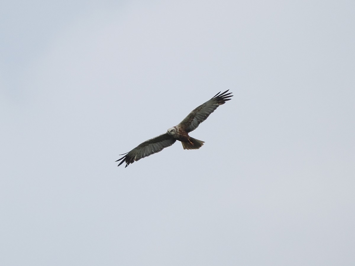 Western Marsh Harrier - ML621837588